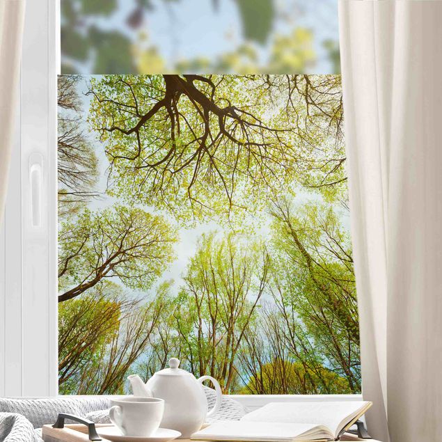 Wald Fensterbild Blick in Baumkronen