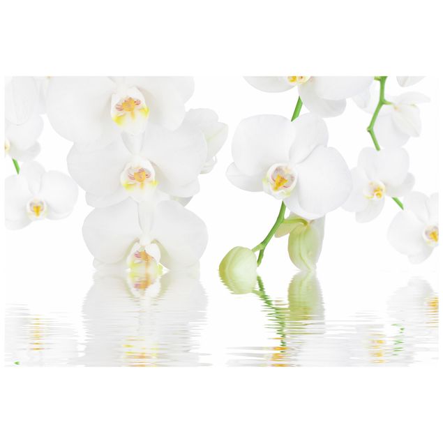 Fensterfolie Gräser Wellness Orchidee - Weiße Orchidee