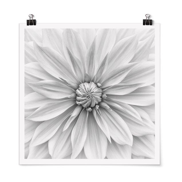 Poster Botanische Blüte in Weiß