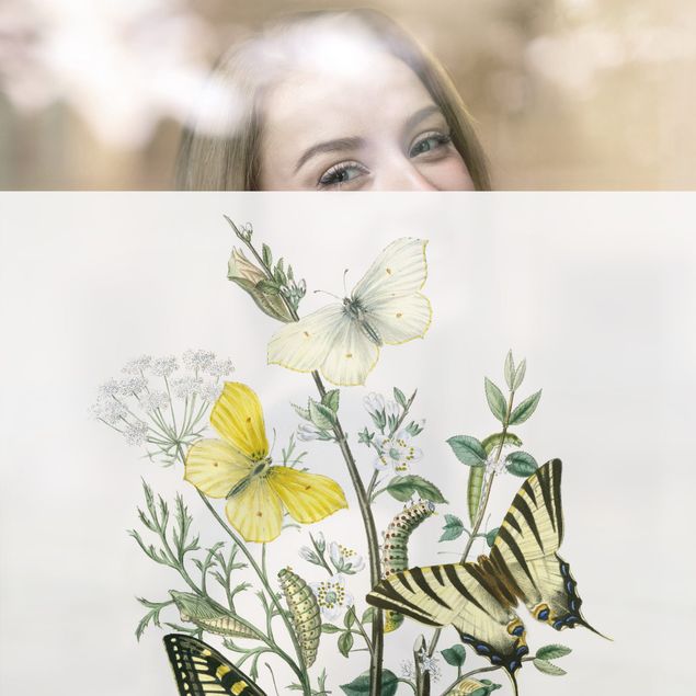 Fensterbilder Weiß Britische Schmetterlinge III