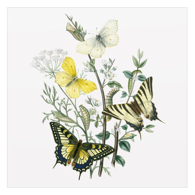 XXL Fensterbilder Britische Schmetterlinge III