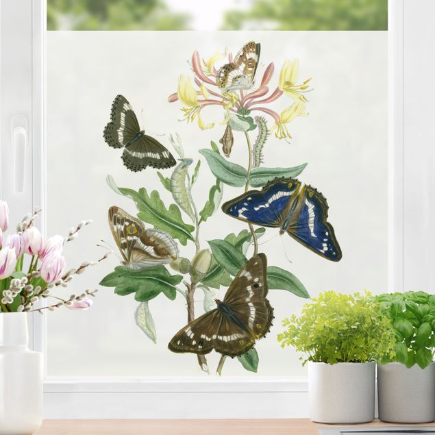 Fensterbilder Tiere Britische Schmetterlinge IV