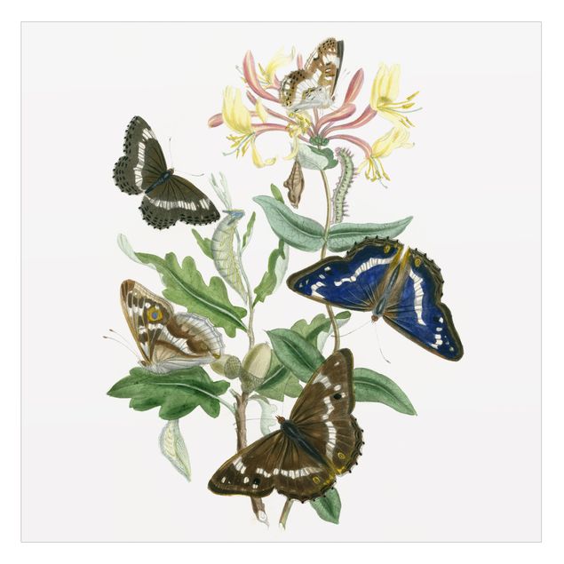 XXL Fensterbilder Britische Schmetterlinge IV