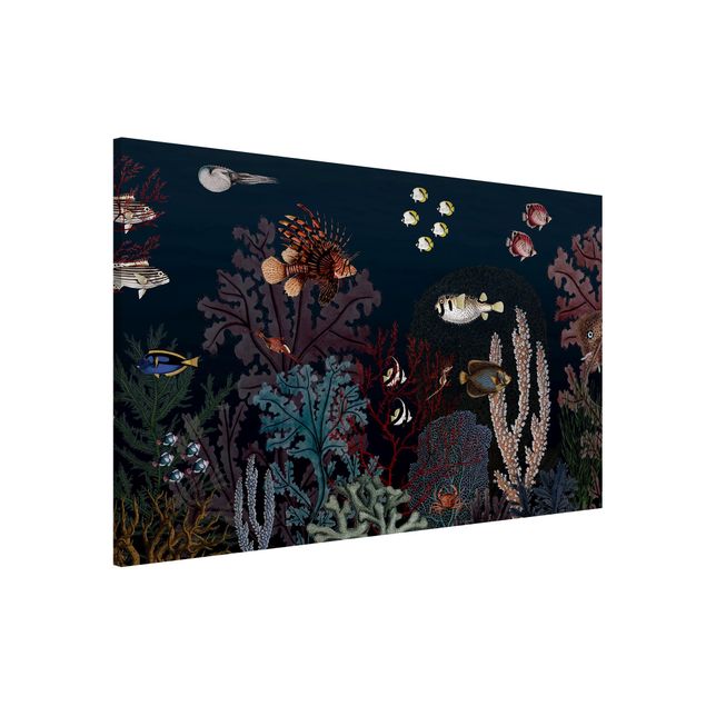 Wandbilder Tiere Buntes Korallenriff bei Nacht