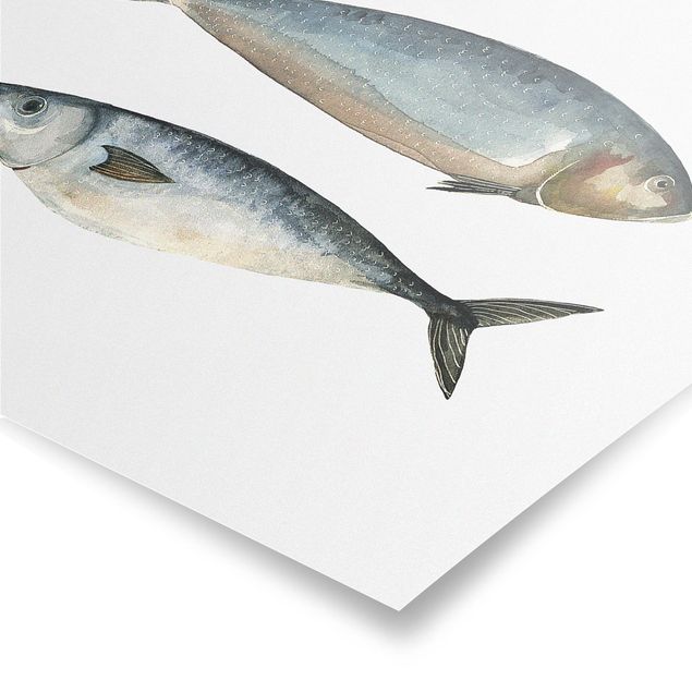 Bilder für die Wand Vier Fische in Aquarell II