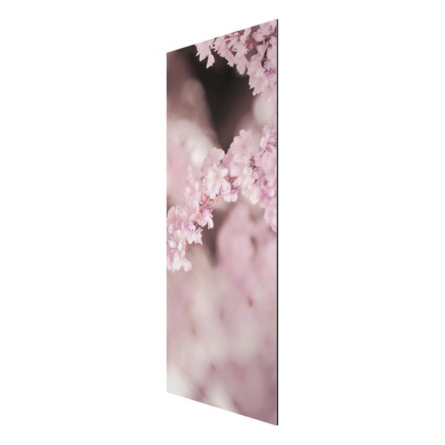 Bilder für die Wand Kirschblüte im Violetten Licht