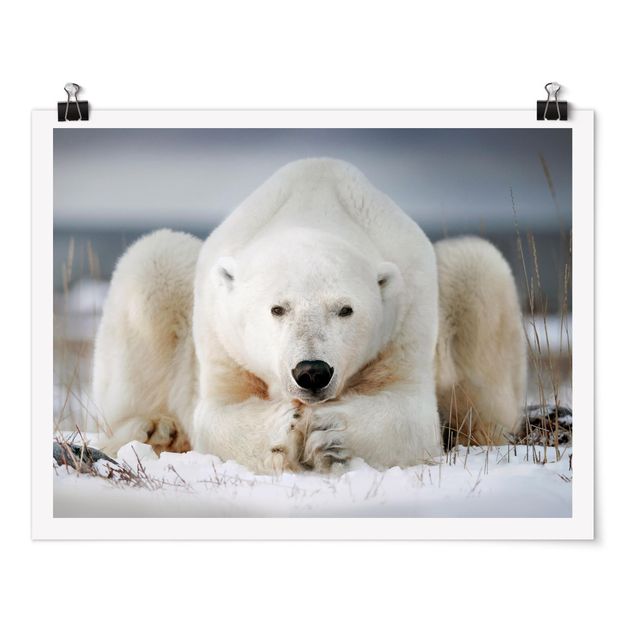 Poster Nachdenklicher Eisbär