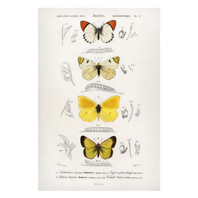 Magnettafel Büro Vintage Lehrtafel Schmetterlinge II