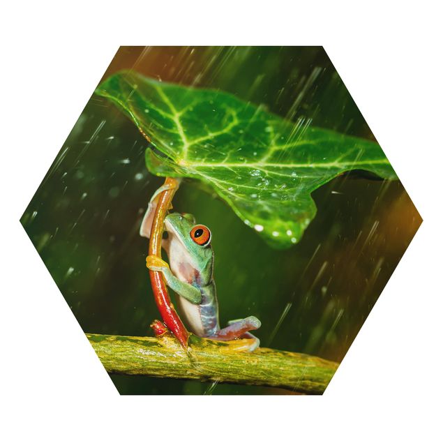 Hexagon Bild Alu-Dibond - Ein Frosch im Regen