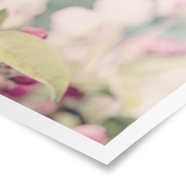 Poster - Apfelblüte Bokeh rosa - Panorama Querformat