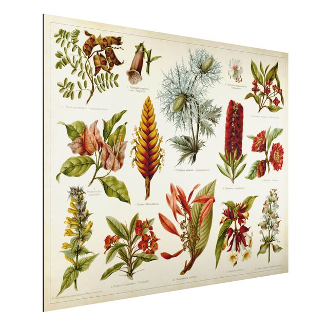 Schöne Wandbilder Vintage Lehrtafel Tropische Botanik I