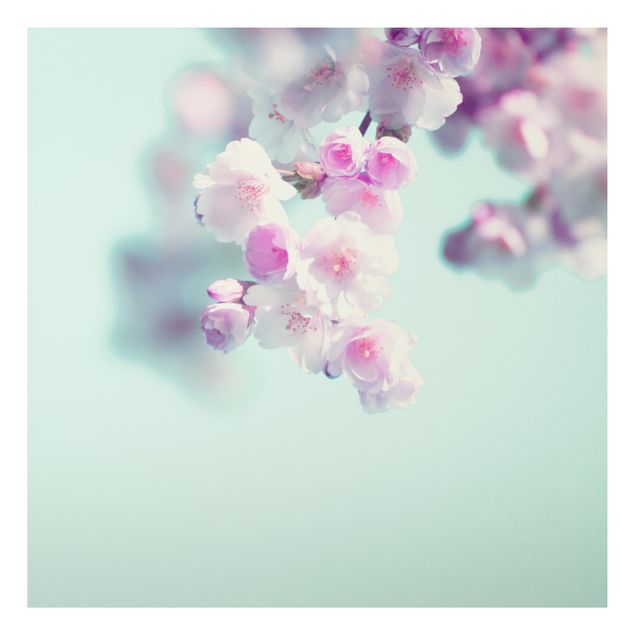 Alu Dibond Bilder Farbenfrohe Kirschblüten