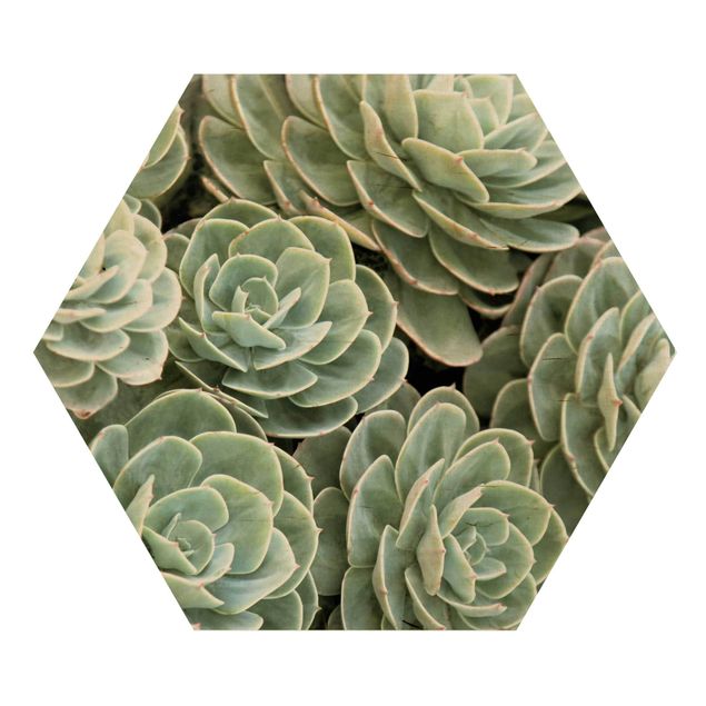 Hexagon Bild Holz - Grüne Sukkulenten