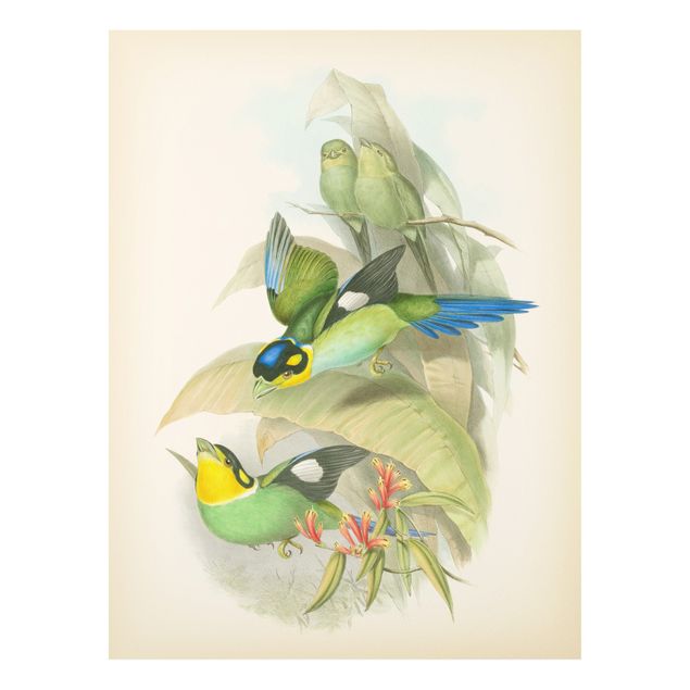 Bilder auf Hartschaumplatte Vintage Illustration Tropische Vögel