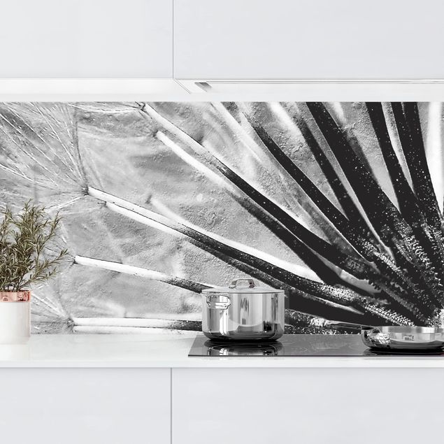 Küchenrückwände Platte Pusteblume Schwarz & Weiß