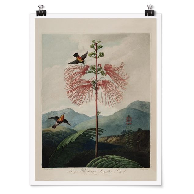 Vintage Poster Botanik Vintage Illustration Blüte und Kolibri