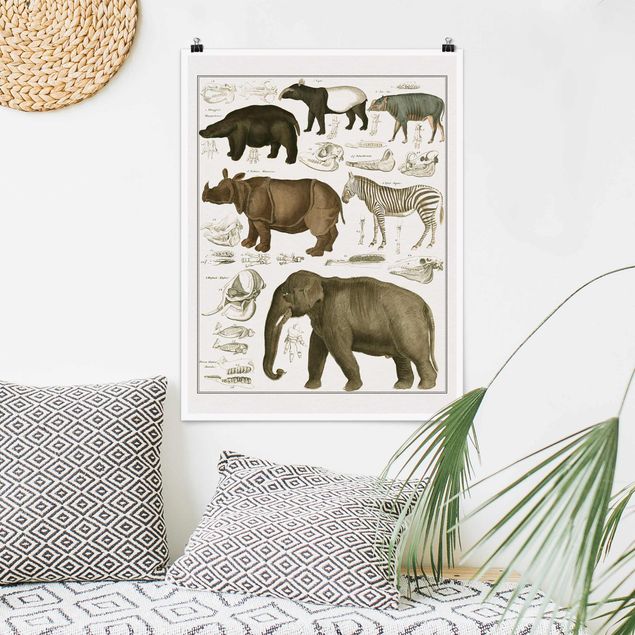 Wandbilder Tiere Vintage Lehrtafel Elefant, Zebra und Nashorn