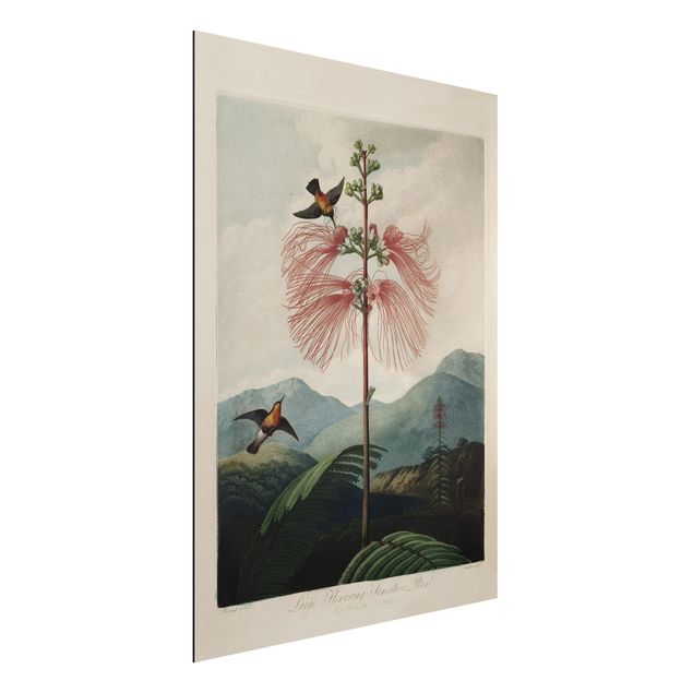 Wandbilder Tiere Botanik Vintage Illustration Blüte und Kolibri