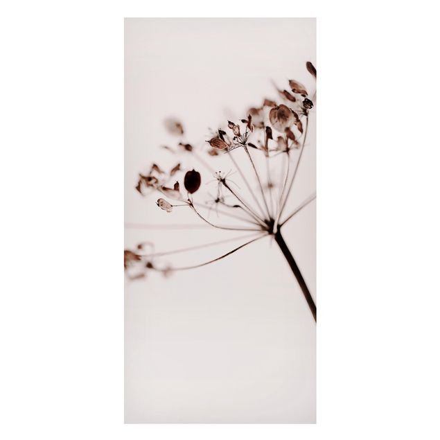 Magnettafel Blumen Makroaufnahme Trockenblume im Schatten