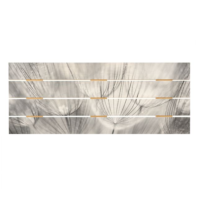 Holzbild - Pusteblumen Makroaufnahme in schwarz weiß - Querformat 2:5