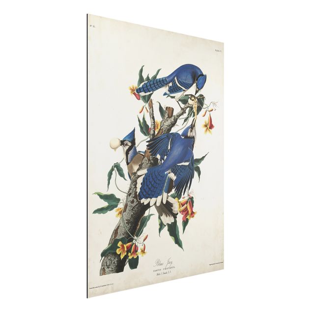 Wandbilder Tiere Vintage Lehrtafel Blauer Häher