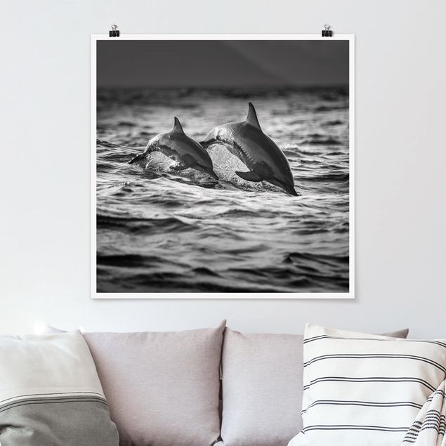 Poster - Zwei springende Delfine - Quadrat 1:1