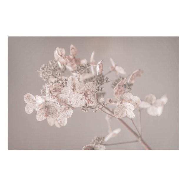 Magnettafel Blumen Zarte weiße Hortensie