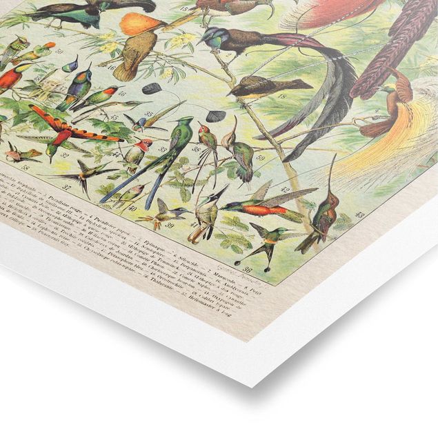 Schöne Wandbilder Vintage Lehrtafel Paradiesvögel