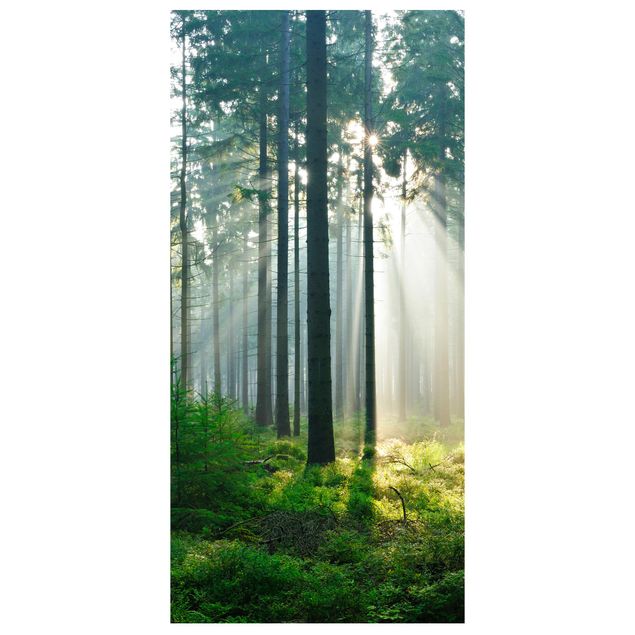 Raumteiler - Enlightened Forest 250x120cm