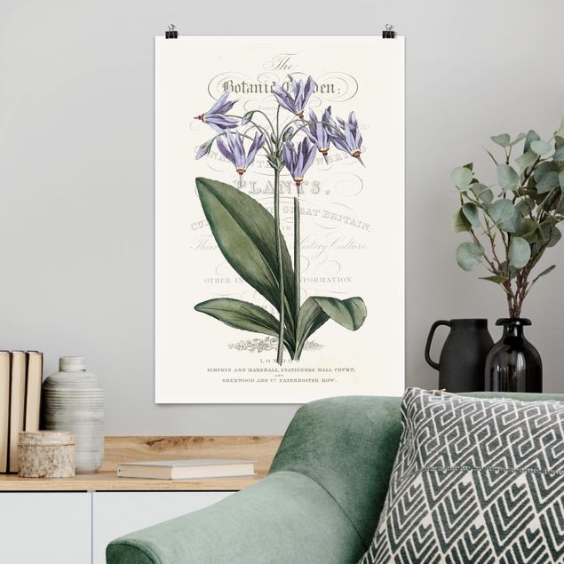 Poster Illustration Botanisches Tableau - Götterblume