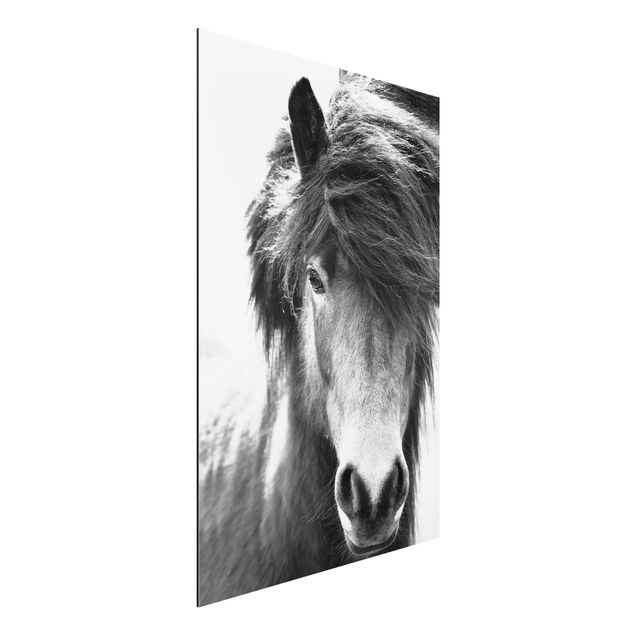 Wandbilder Tiere Island Pferd in Schwarz-weiß
