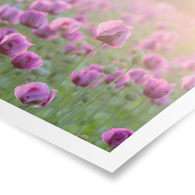 Poster - Violette Schlafmohn Blumenwiese im Frühling - Querformat 2:3