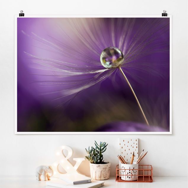 Poster Blumen Pusteblume in Violett