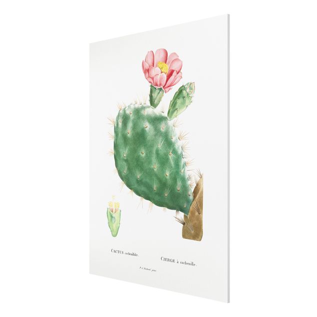 Forex Fine Art Print - Botanik Vintage Illustration Kaktus Rosa Blüte - Hochformat 4:3