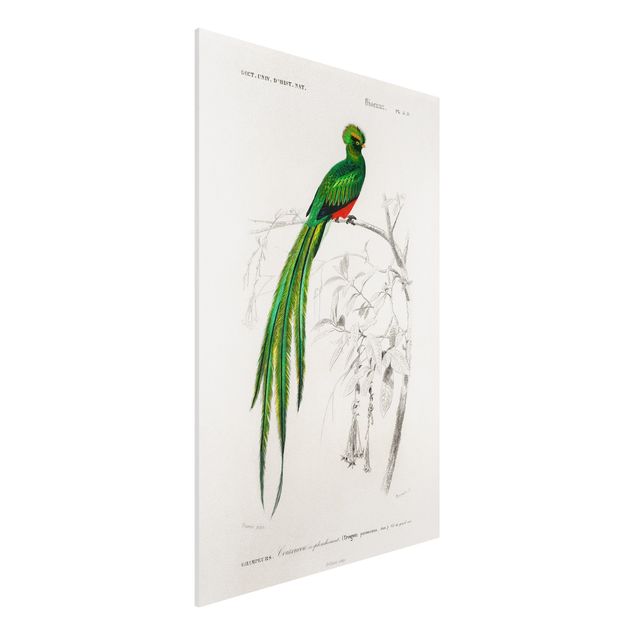 Wandbilder Tiere Vintage Lehrtafel Tropischer Vogel I