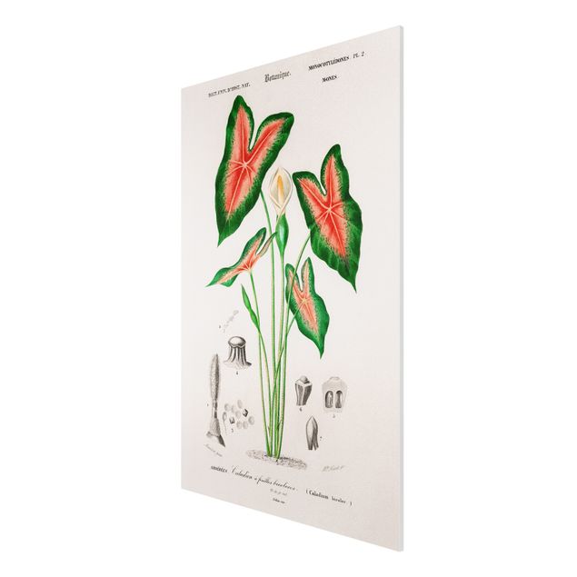 Forex Fine Art Print - Botanik Vintage Illustration Tropische Pflanze I - Hochformat 3:2