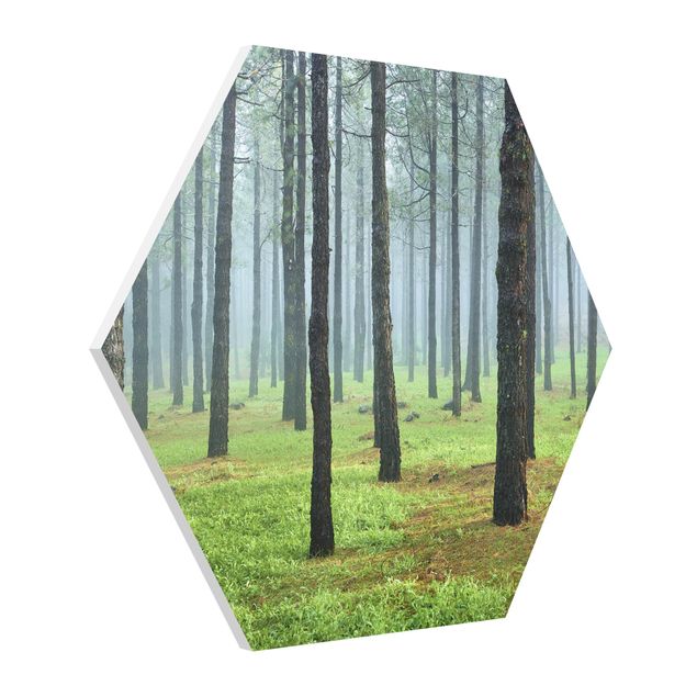 Hexagon Bild Forex - Tiefer Wald mit Kiefern auf La Palma