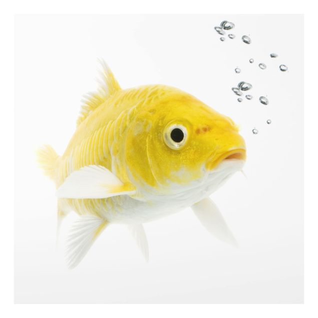 Glas Spritzschutz - Goldfisch Gelb - Quadrat - 1:1