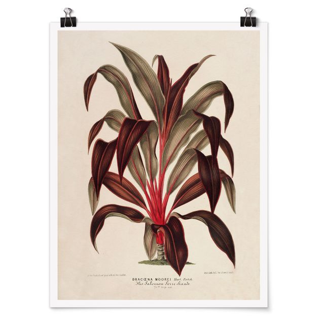 Bilder für die Wand Botanik Vintage Illustration Drachenbaum