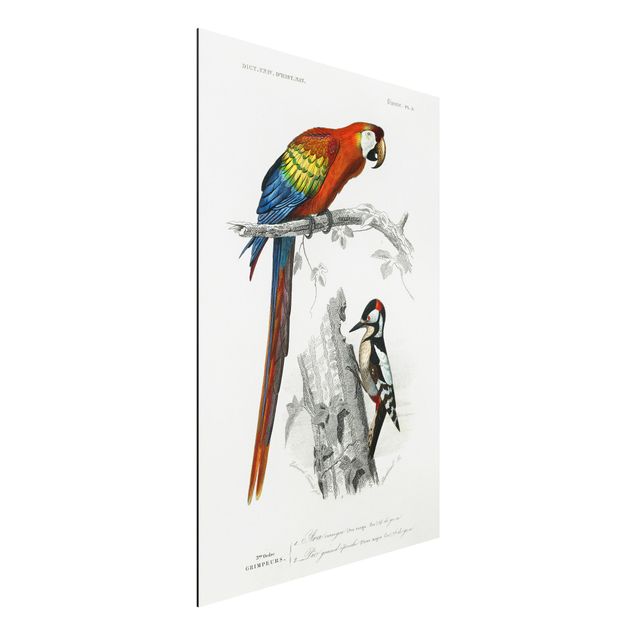 Wandbilder Tiere Vintage Lehrtafel Papagei Rot Blau