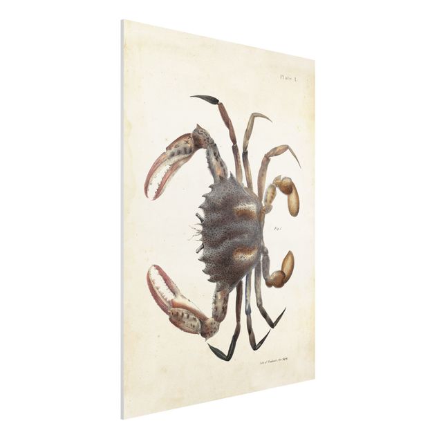 Wandbilder Tiere Vintage Illustration Krabbe
