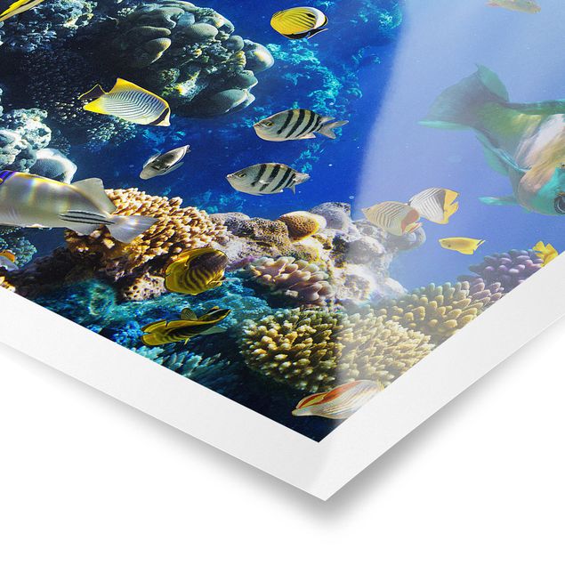 Poster kaufen Underwater Reef