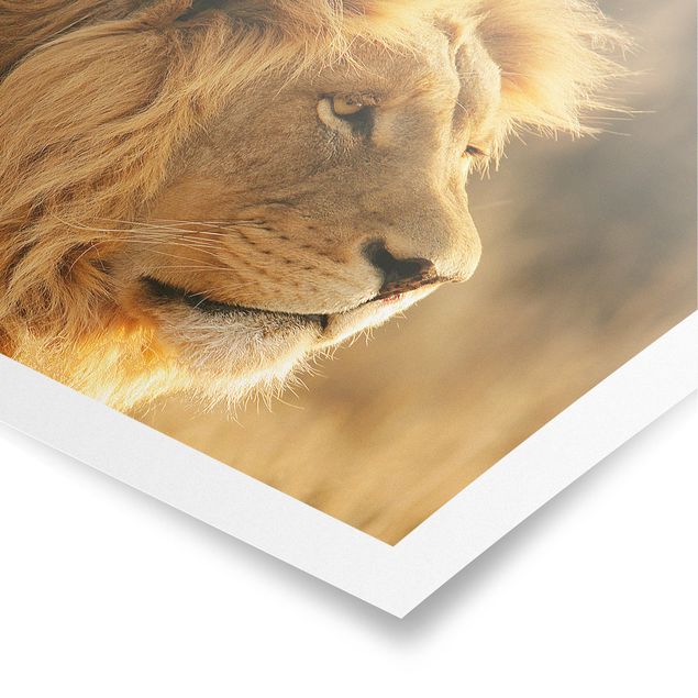 Poster Löwenkönig