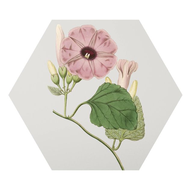 Hexagon Bild Forex - Florale Schmuckstücke III