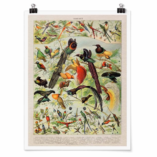 Tiere Poster Vintage Lehrtafel Paradiesvögel