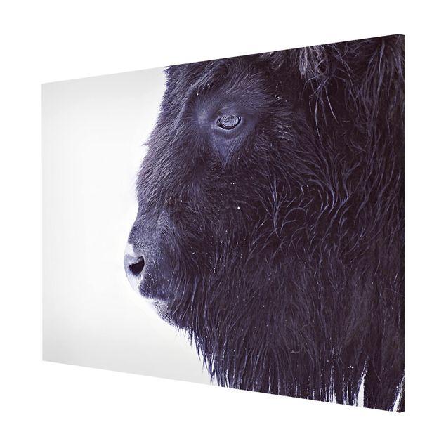 Magnettafel Tiere Schwarzer Büffel im Portrait