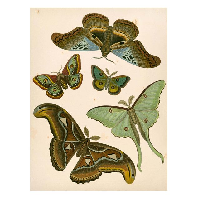 Magnettafel Büro Vintage Illustration Exotische Schmetterlinge II