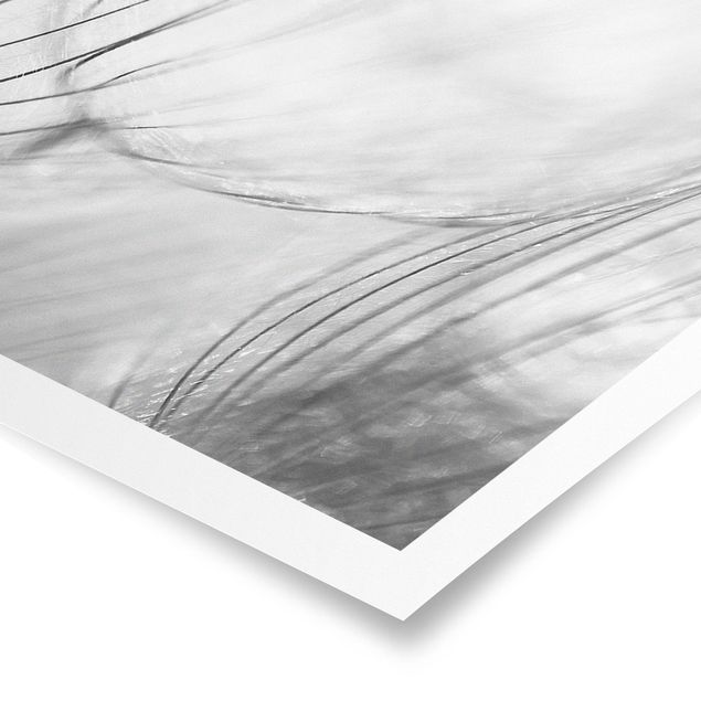 Poster - Pusteblumen Makroaufnahme in schwarz weiß - Panorama Querformat