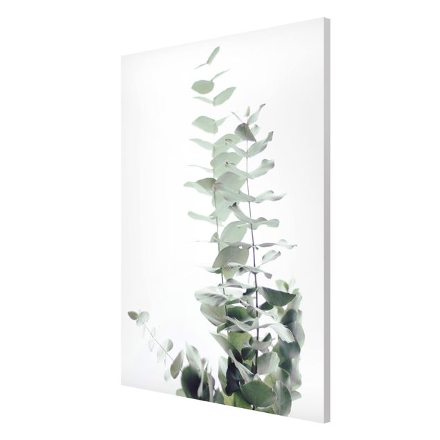 Bilder für die Wand Eukalyptus im Weißen Licht