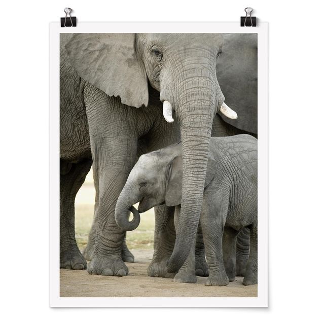 Poster kaufen Elefantenliebe